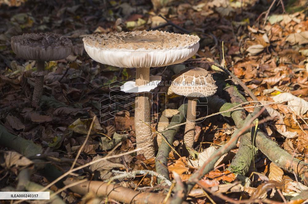 parasol mushroom, edible, Macrolepiota procera, Lepiota procera