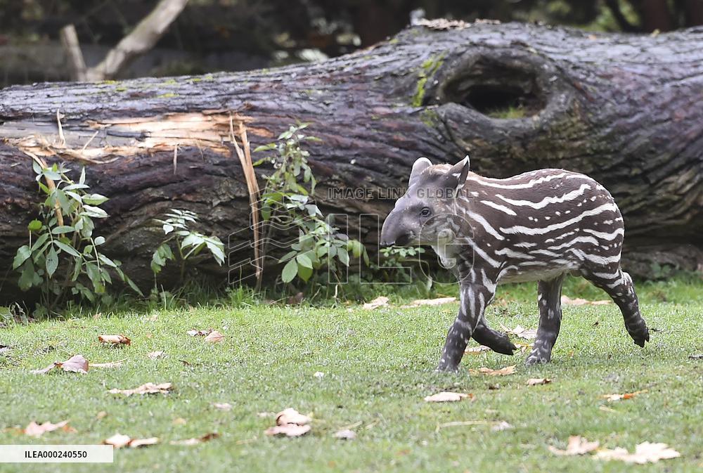 South American tapir (Tapirus terrestris)