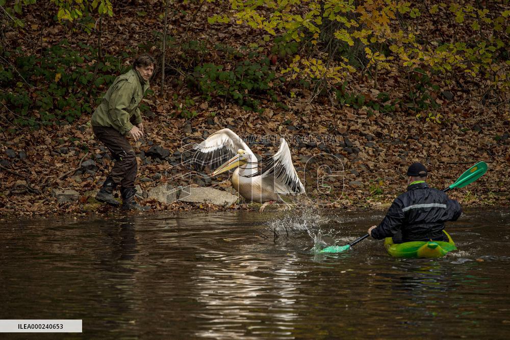 Pelican, ZOO Liberec