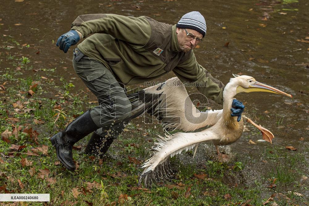 Pelican, ZOO Liberec