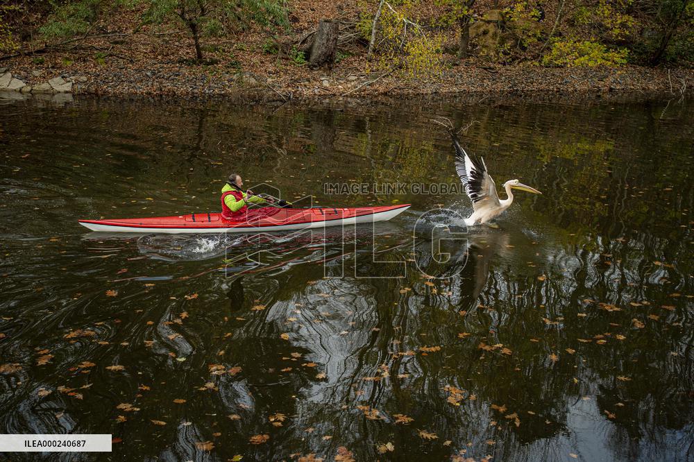 Pelican, ZOO Liberec