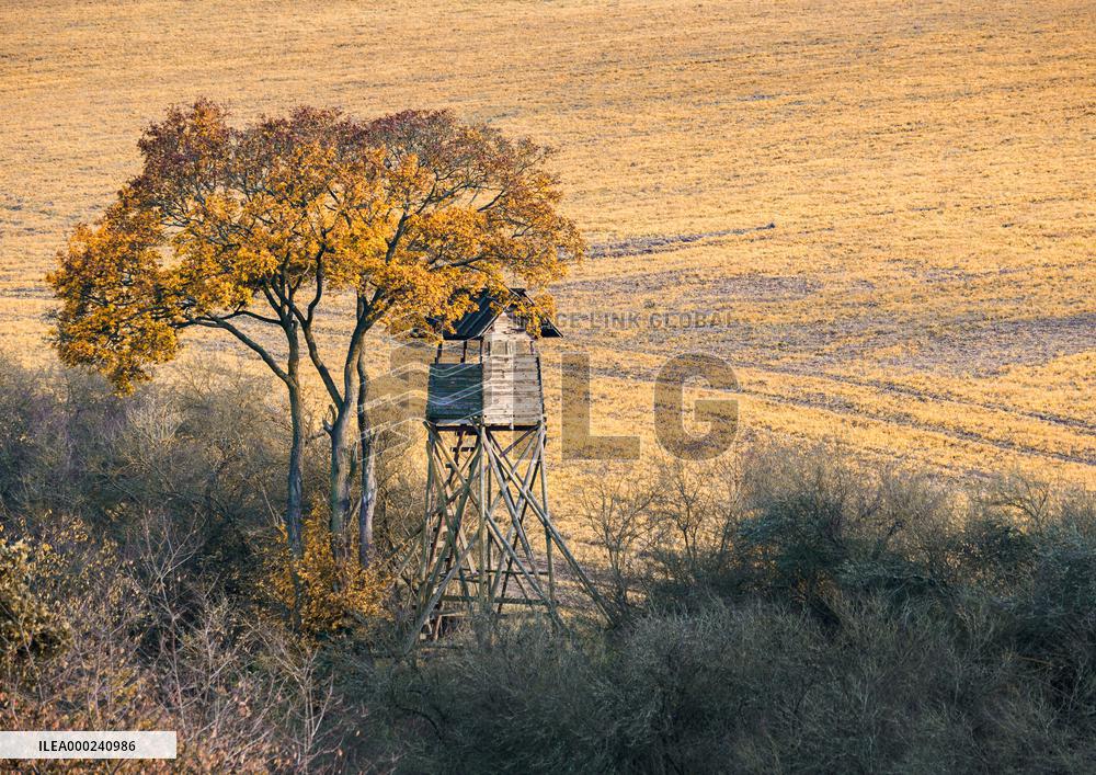 High stand, tree, autumn