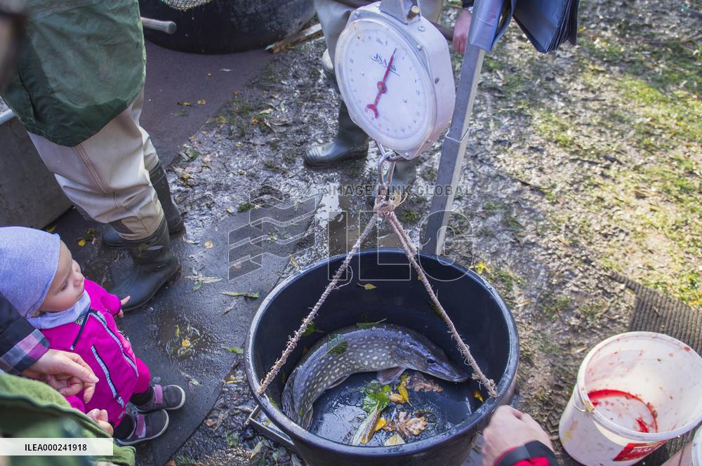 fishermen, fish, pond, fish out, haul, net, pike