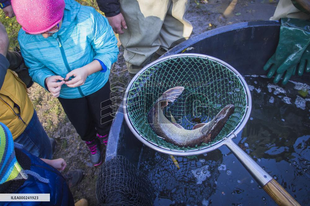 fishermen, fish, pond, fish out, haul, net, pike