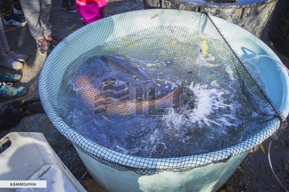 fishermen, fish, pond, fish out, haul, net, golden carp