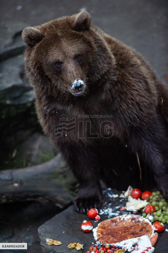 brown bear (Ursus arctos)