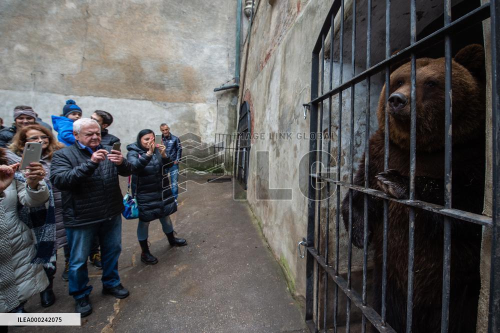 brown bear (Ursus arctos)