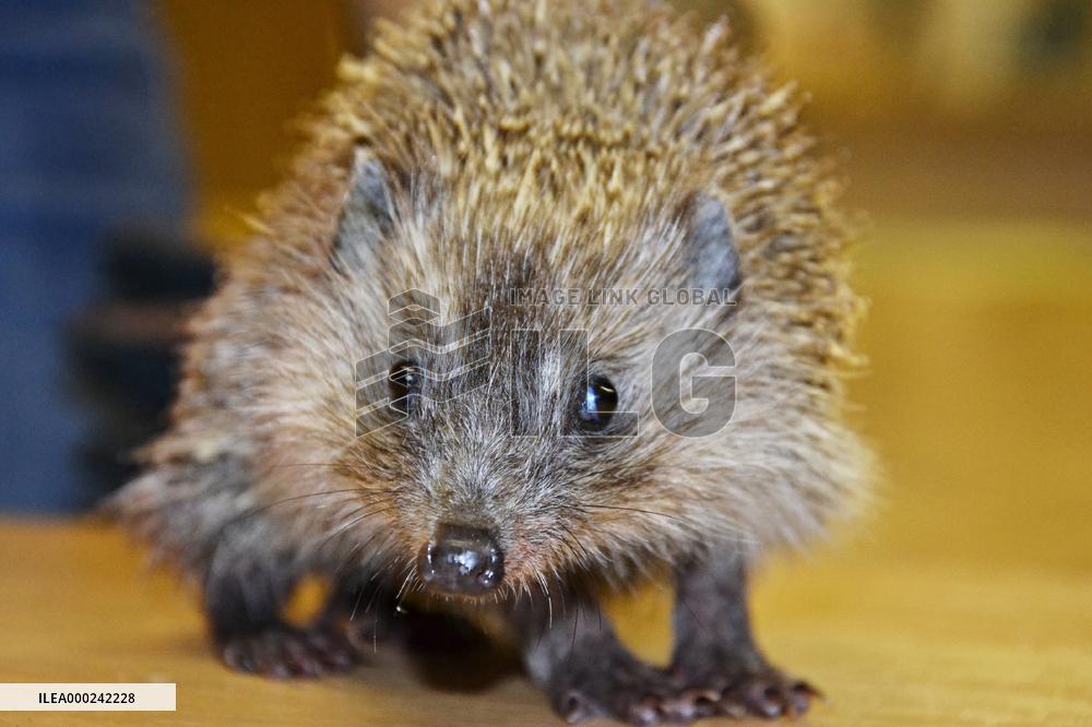 Western European Hedgehog, Erinaceus europaeus