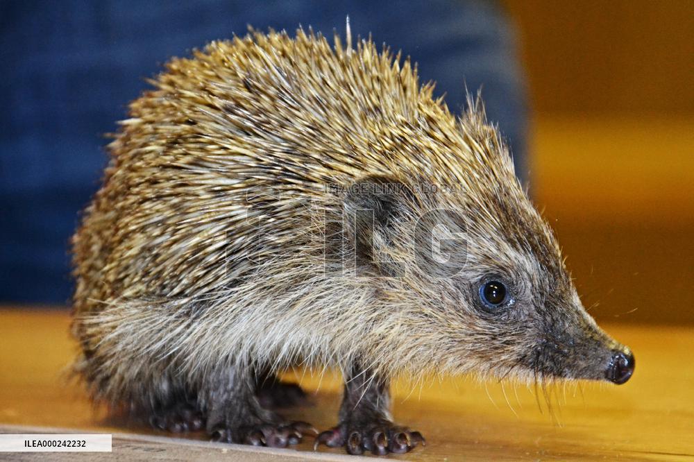 Western European Hedgehog, Erinaceus europaeus