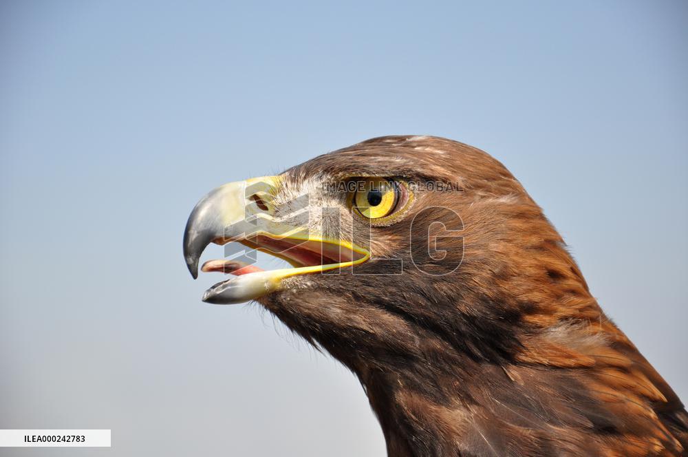 Biological protection of airports, rock eagle, Aquila chrysaetos