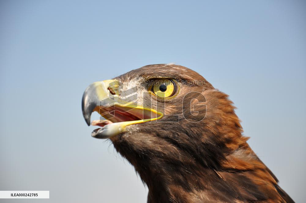 Biological protection of airports, rock eagle, Aquila chrysaetos