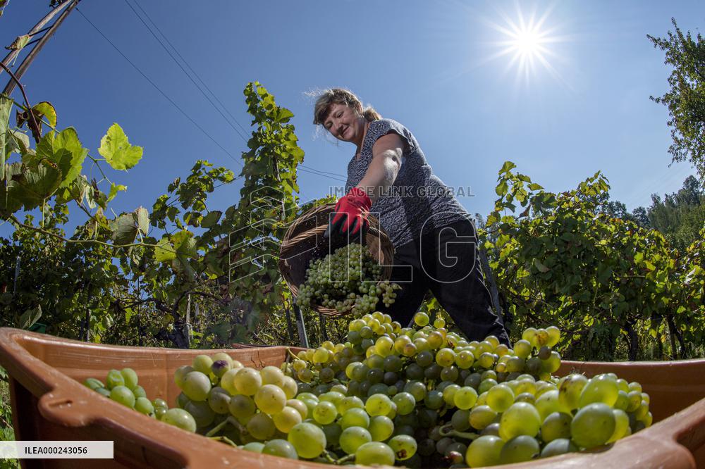 harvest of wine grapes, vineyard