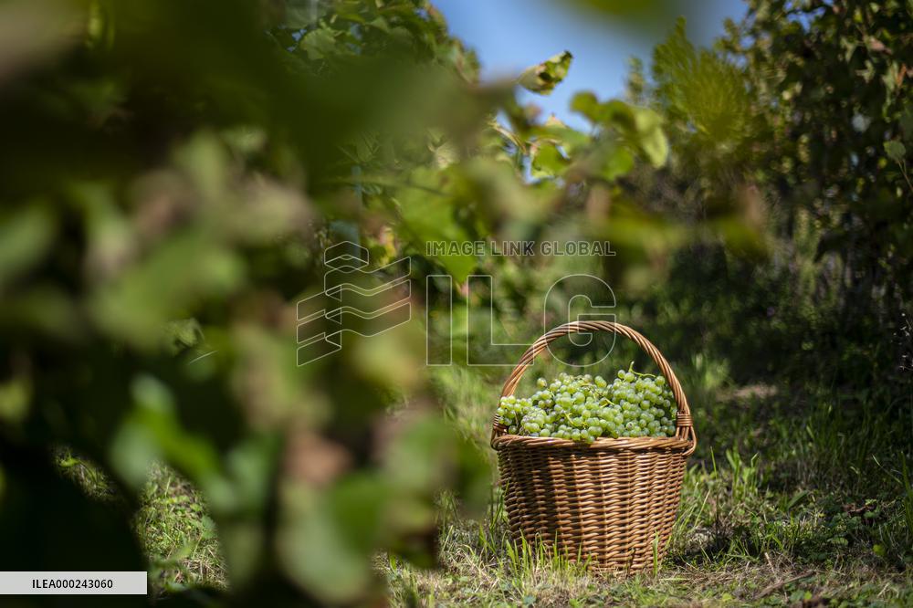 harvest of wine grapes, vineyard