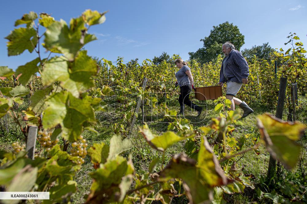 harvest of wine grapes, vineyard