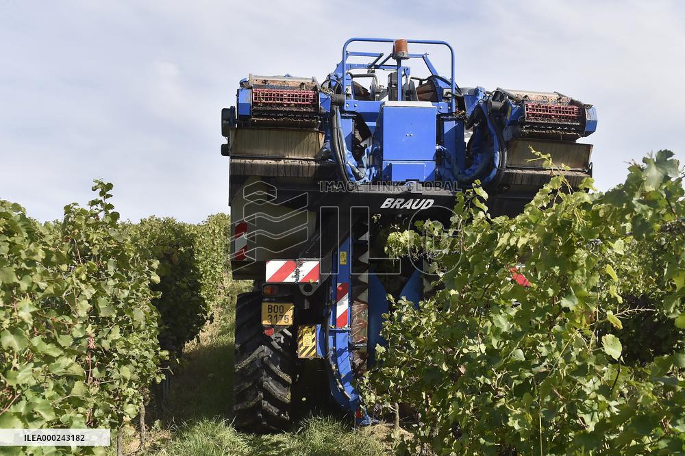 Chateau Bzenec, vineyard, harvest of wine grapes, grape harvester