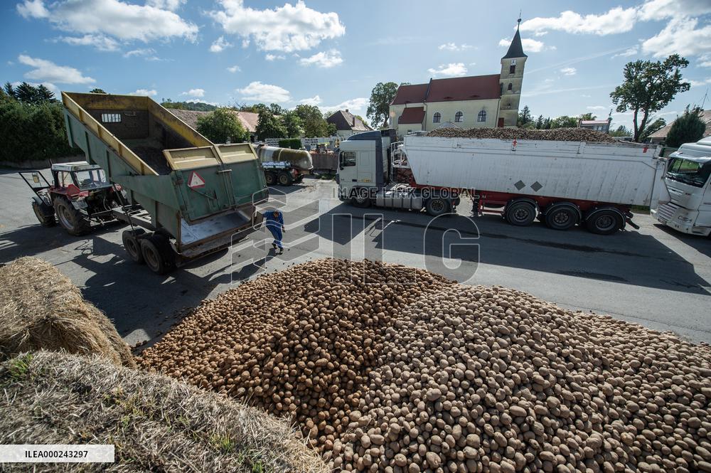 harvest of potatoes