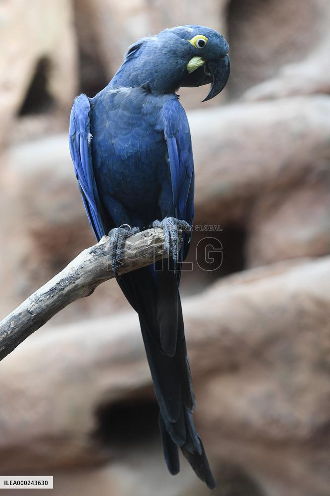 Lear's macaw (Anodorhynchus leari), also indigo macaw, parrot