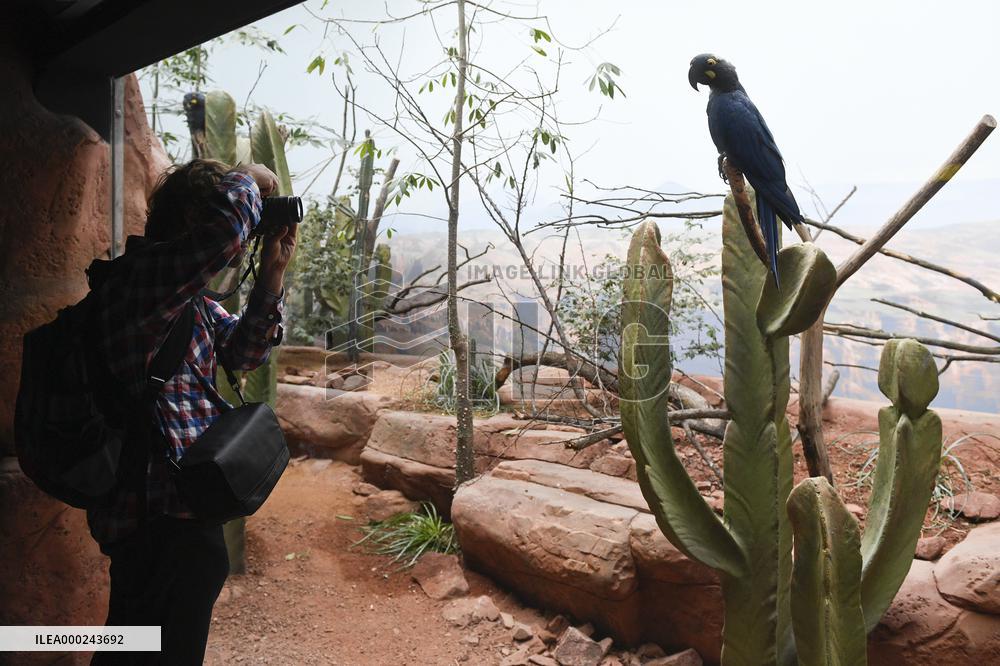 Lear's macaw (Anodorhynchus leari), also indigo macaw, parrot