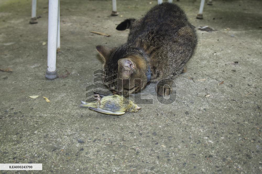 Eurasian Siskin, Carduelis spinus, dead bird, killed, cat`s, cats prey