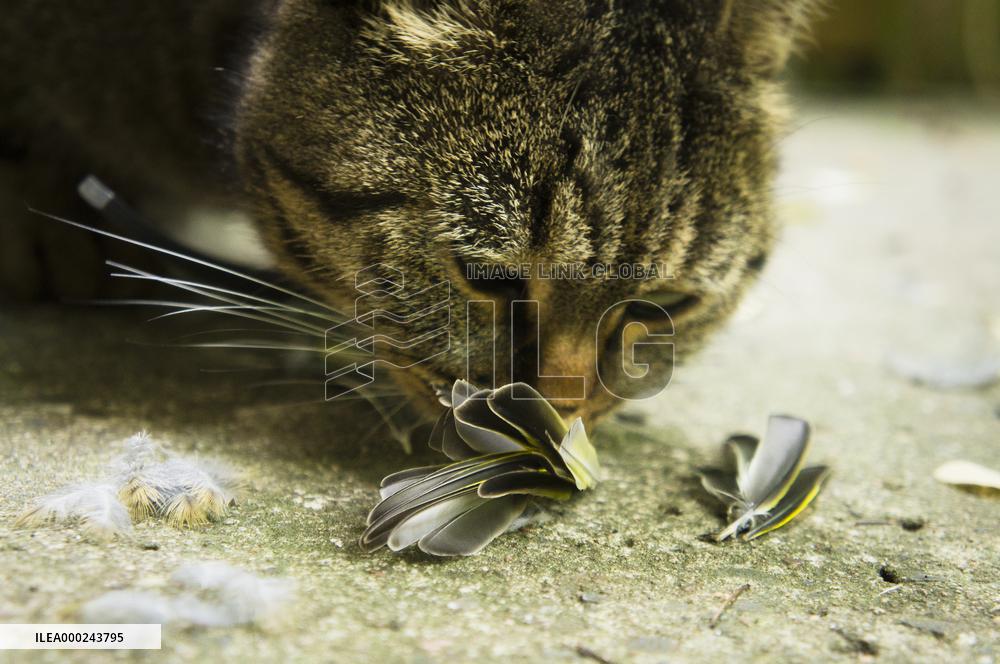 Eurasian Siskin, Carduelis spinus, dead bird, killed, cat`s, cats prey