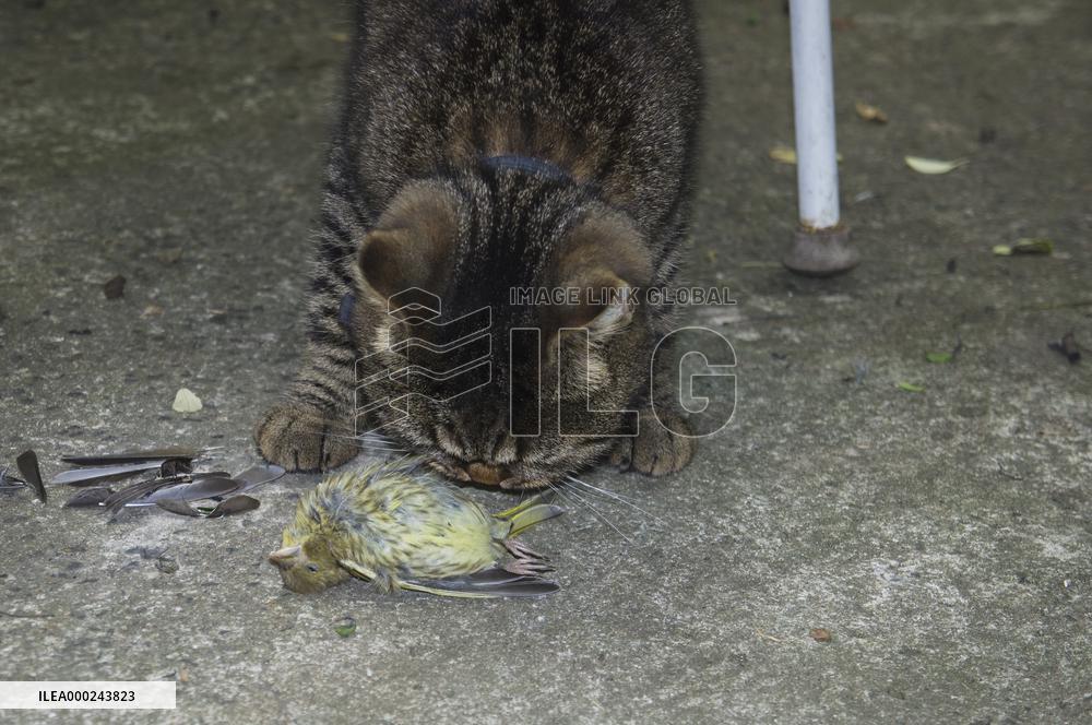 Eurasian Siskin, Carduelis spinus, dead bird, killed, cat`s, cats prey