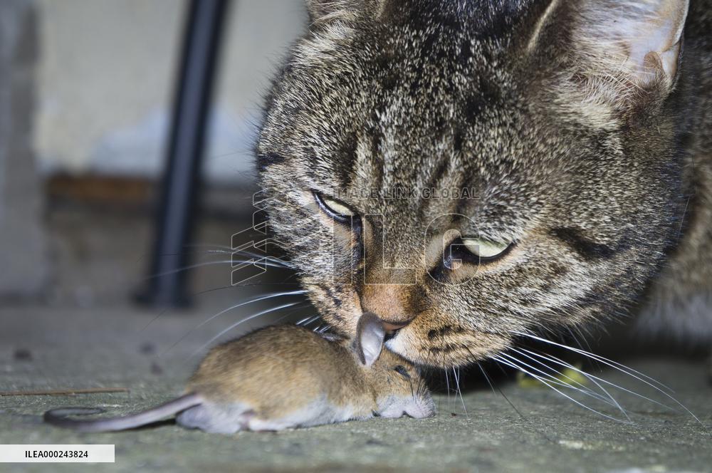 Eastern House Mouse, Mus musculus, dead mouse, killed, cat`s, cats prey