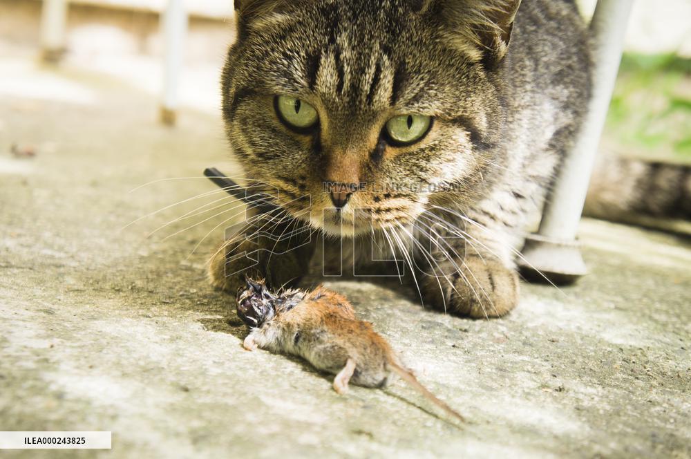 Common Vole, Microtus arvalis, dead mouse, killed, cat`s, cats prey