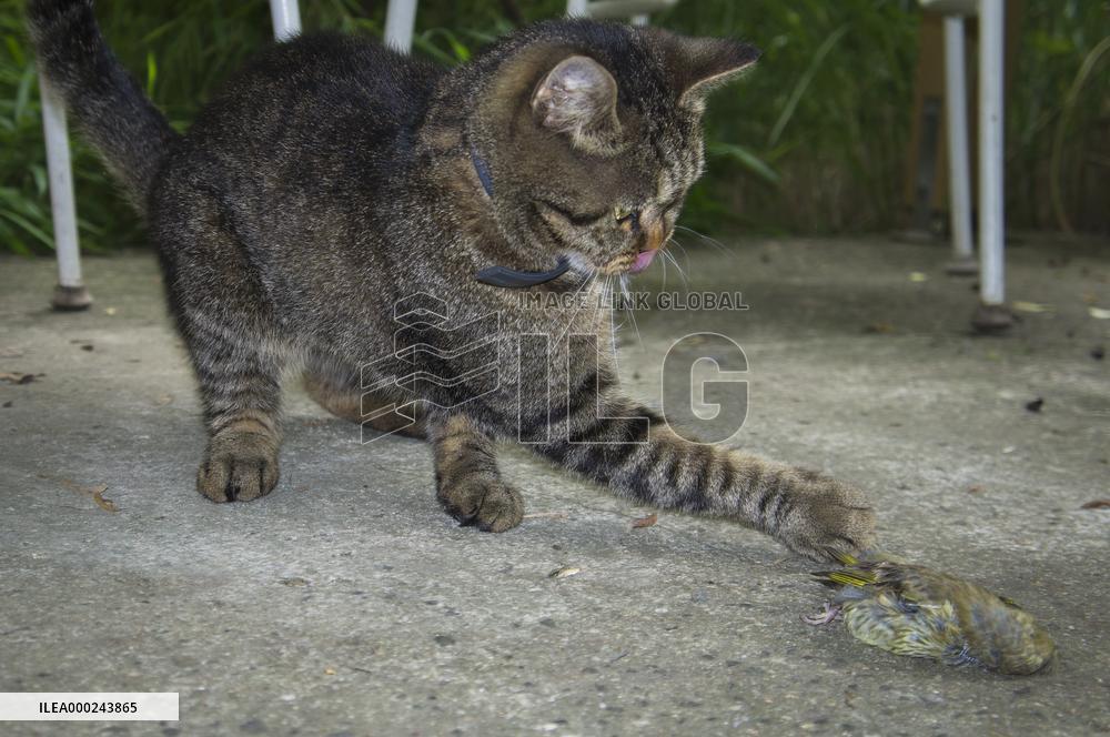 Eurasian Siskin, Carduelis spinus, dead bird, killed, cat`s, cats prey