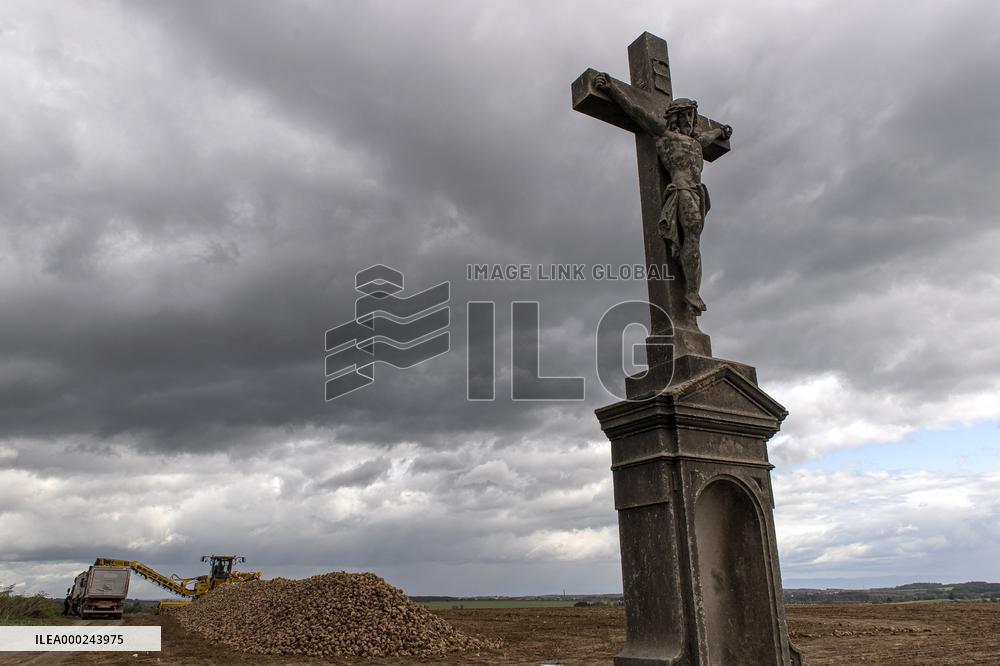 Sugar beet, Beta vulgaris, harvest