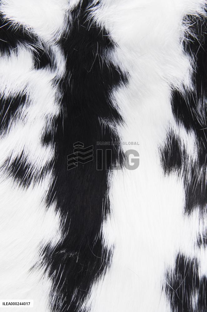 domestic rabbit fur, color black and white, spotted