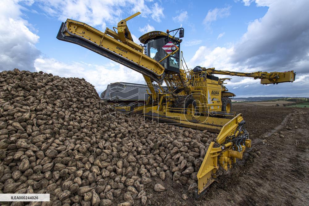 Sugar beet, Beta vulgaris, harvest