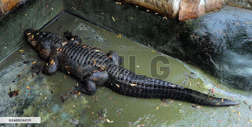 American Alligator (Alligator mississippiensis)