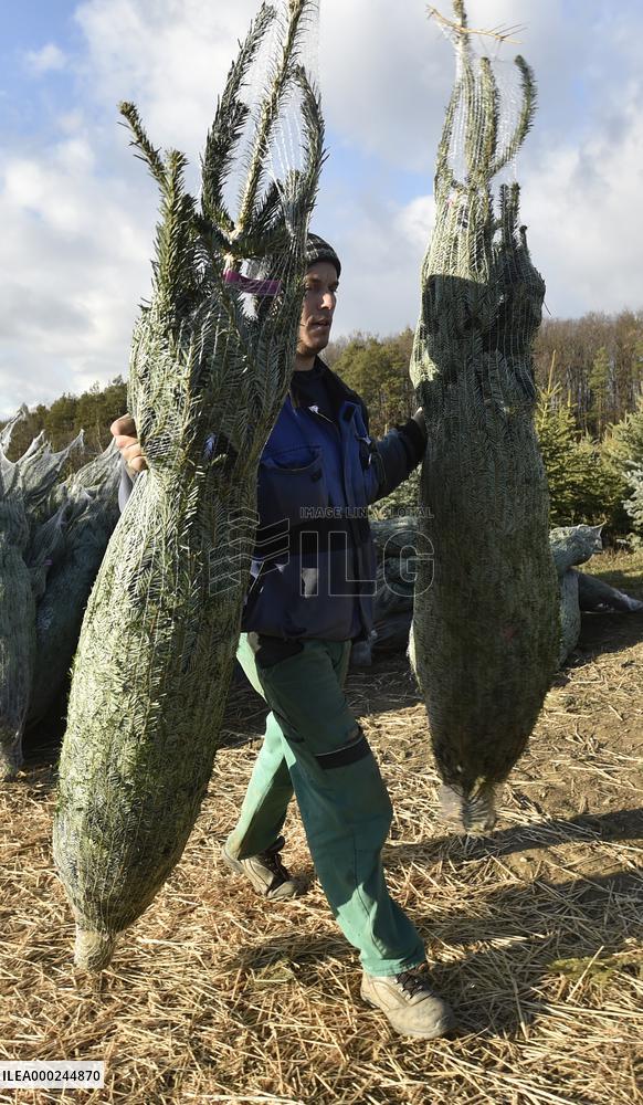Christmas trees, plantations