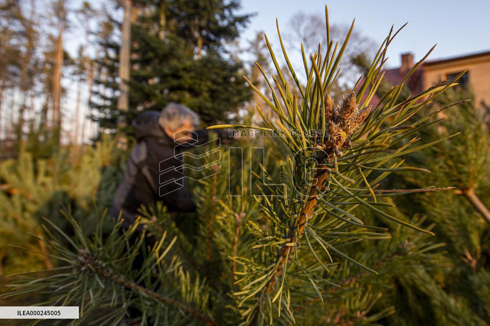 christmas tree sale