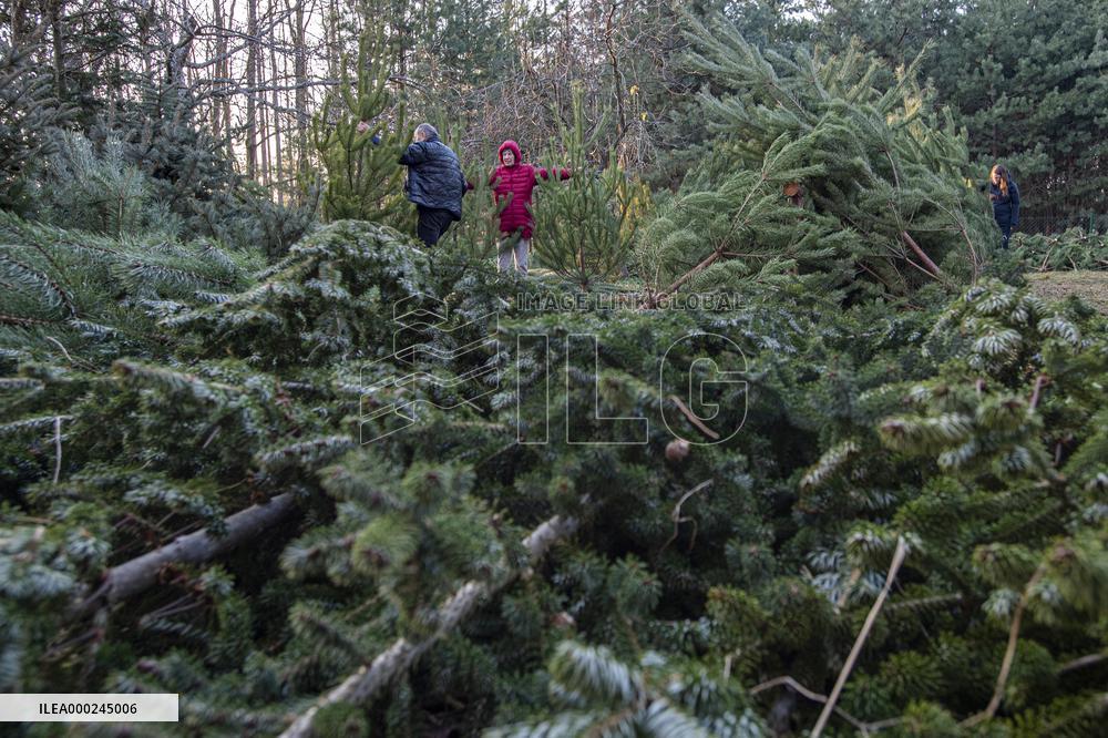 christmas tree sale