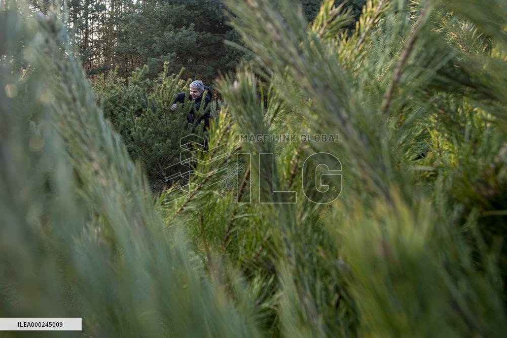 christmas tree sale