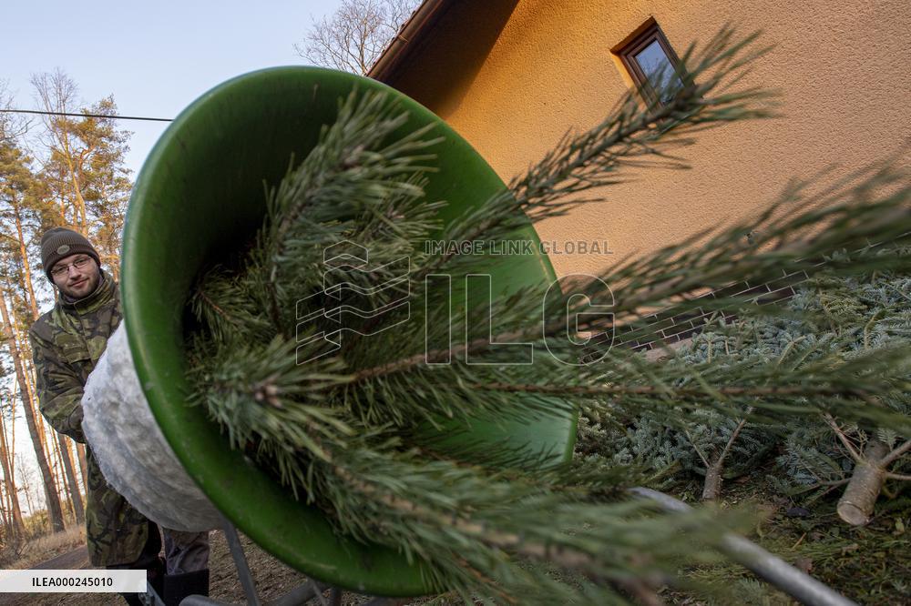 christmas tree sale