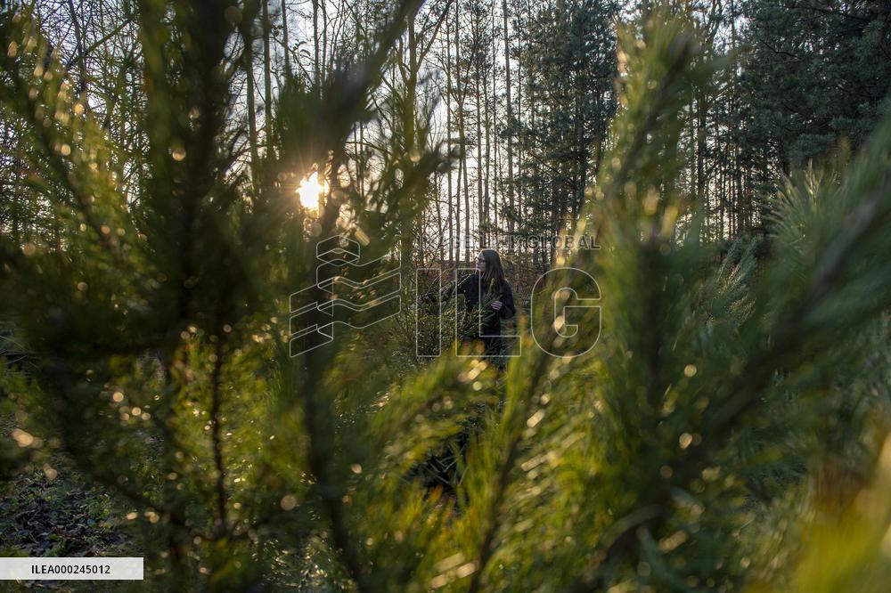 christmas tree sale