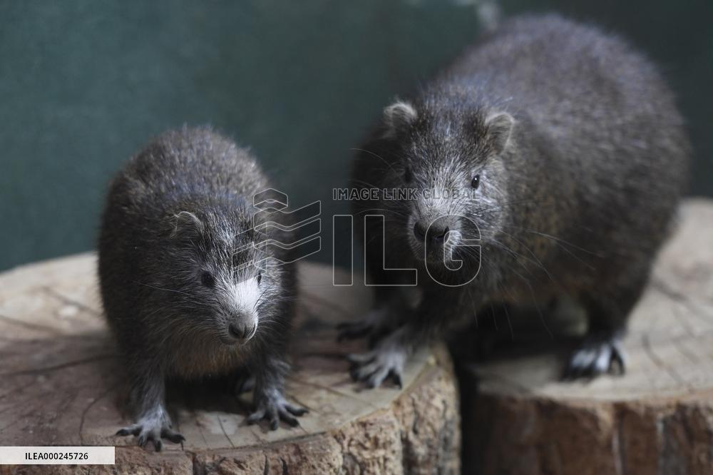 Desmarest's hutia (Capromys pilorides), Cuban hutia