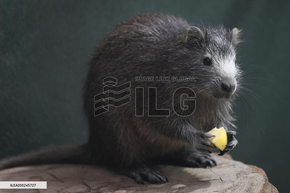 Desmarest's hutia (Capromys pilorides), Cuban hutia