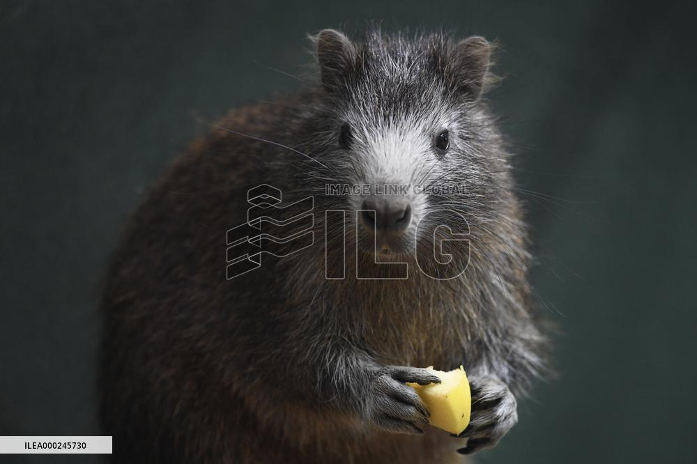 Desmarest's hutia (Capromys pilorides), Cuban hutia