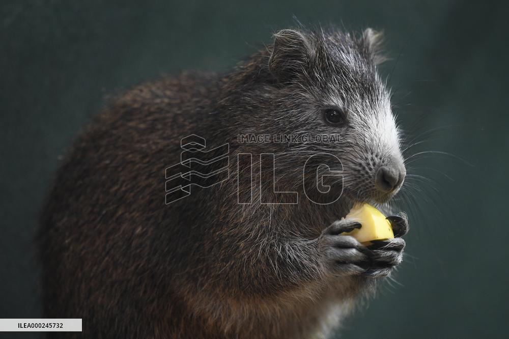 Desmarest's hutia (Capromys pilorides), Cuban hutia