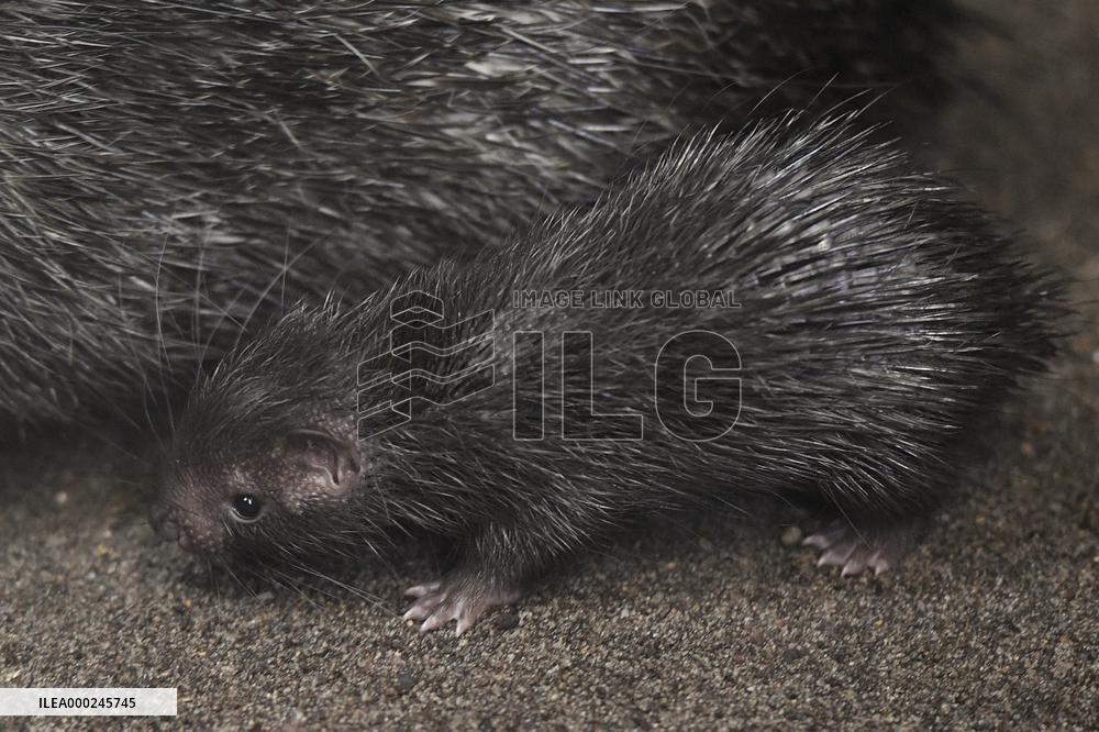 Philippine Porcupine, Hystrix pumila