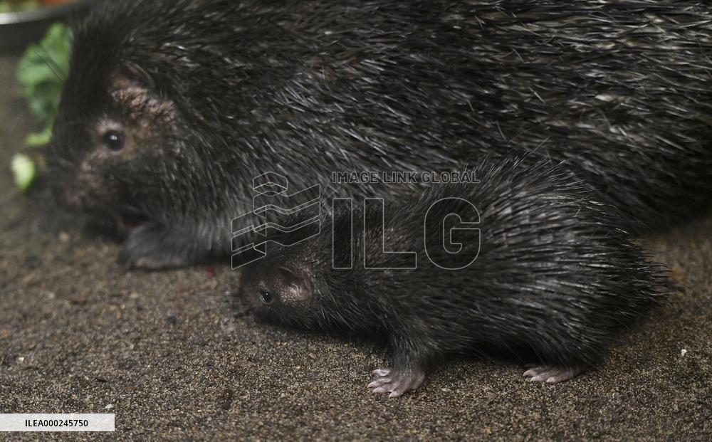 Philippine Porcupine, Hystrix pumila