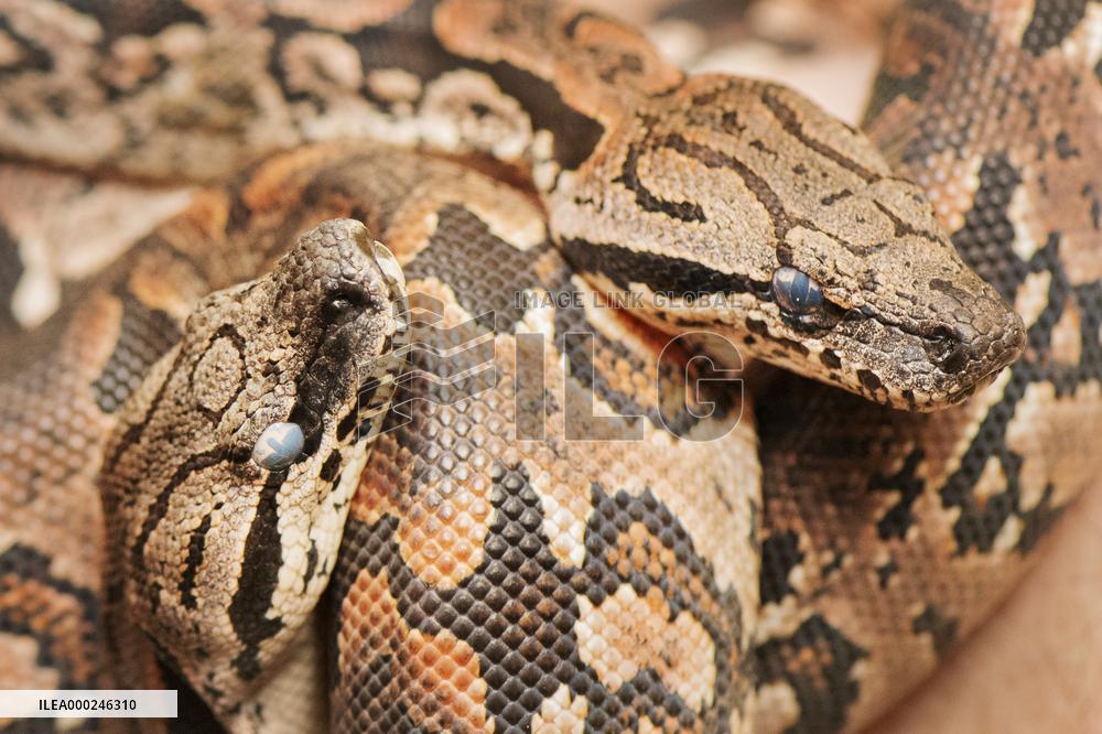 Dumeril's boa (Acrantophis dumerili), snake, snakes