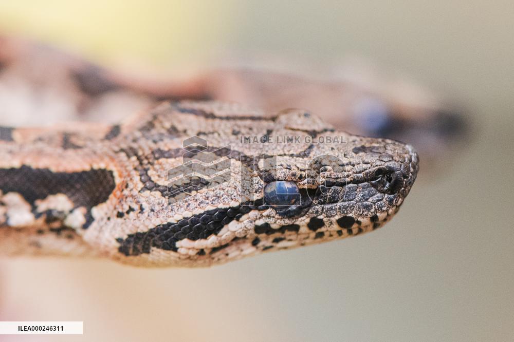 Dumeril's boa (Acrantophis dumerili), snake
