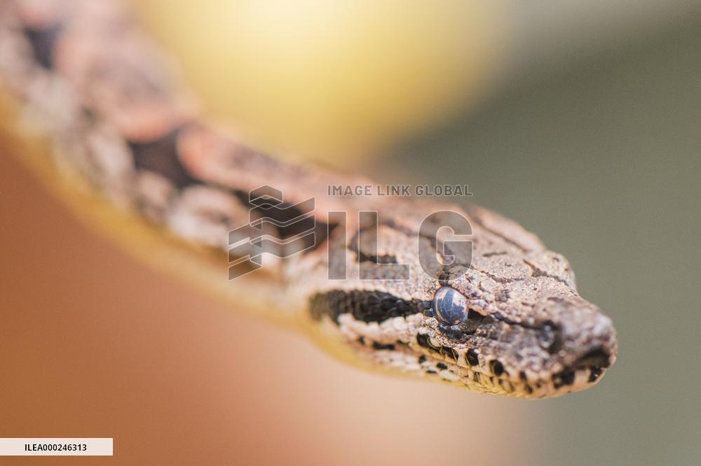 Dumeril's boa (Acrantophis dumerili), snake
