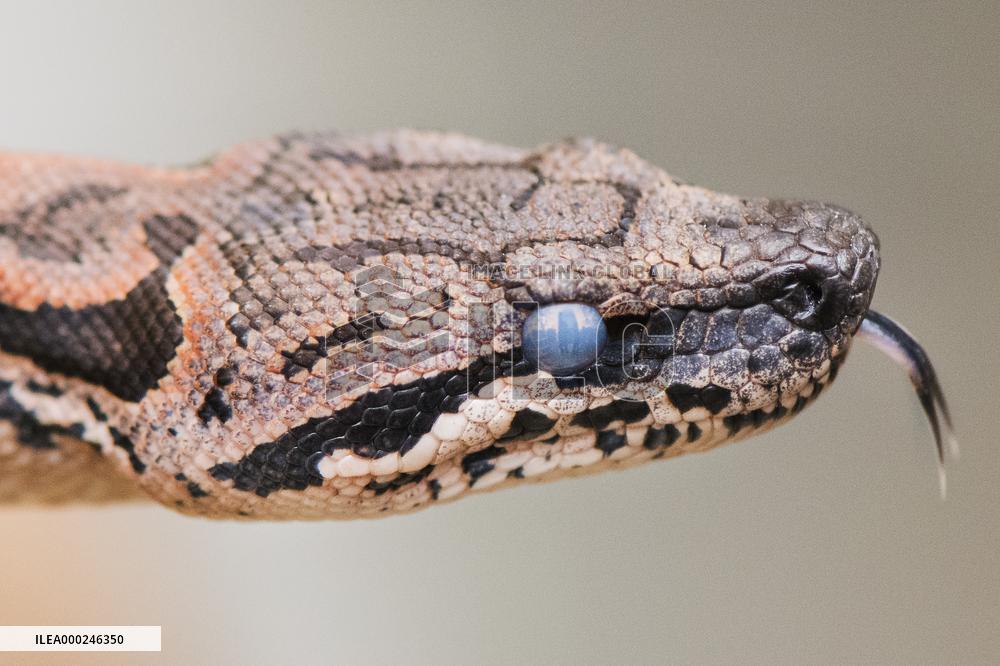 Dumeril's boa (Acrantophis dumerili), snake