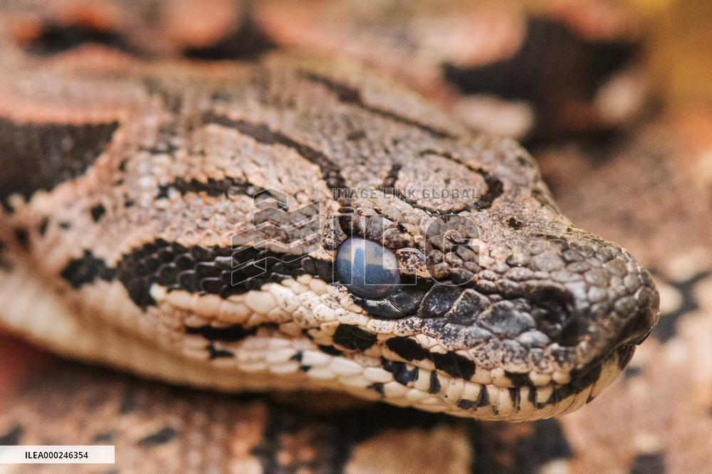 Dumeril's boa (Acrantophis dumerili), snake