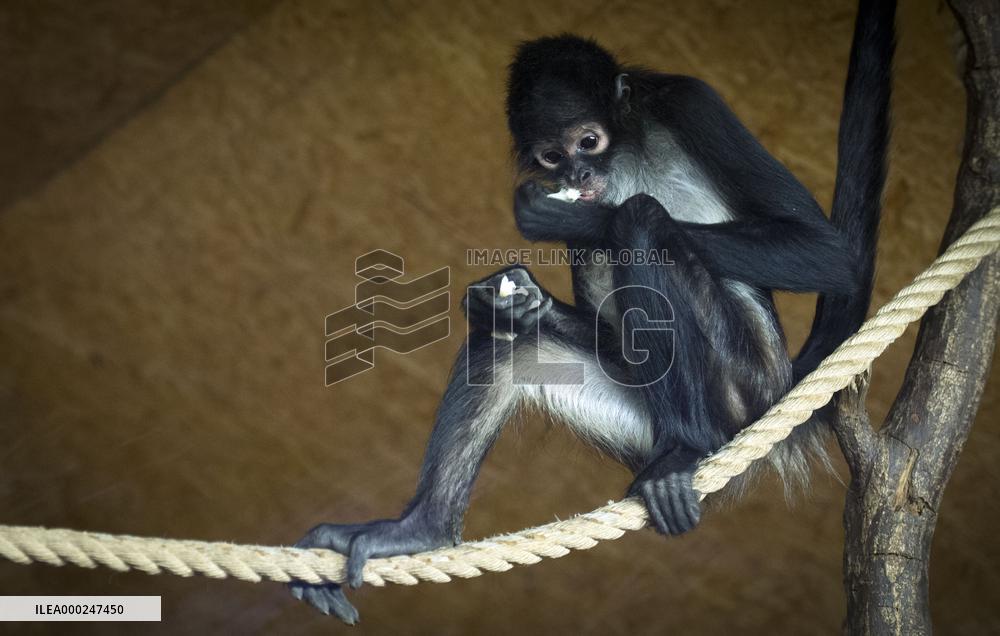 Geoffroy's spider monkey (Ateles geoffroyi), black-handed spider monkey
